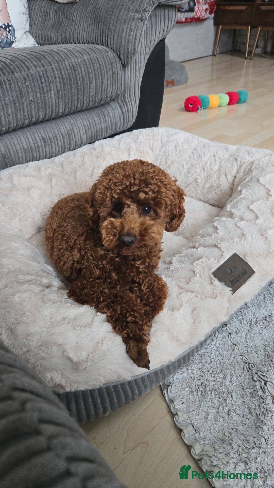 Toy Poodle dogs for stud: Toy poodle for STUD - Advert 4
