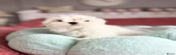 Maltese dogs for sale: 🦋Show Quality Maltese Boy Health Tested Parents🦋 - Advert 2