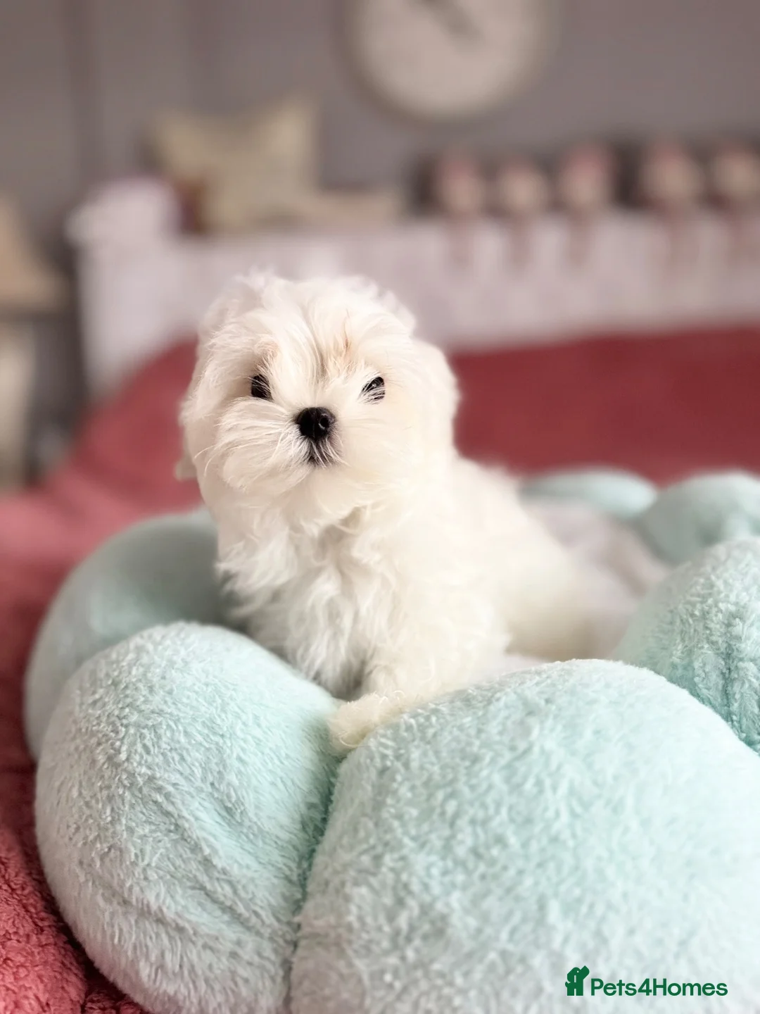 Maltese dogs for sale: 🦋Show Quality Maltese Boy Health Tested Parents🦋 - Advert 2
