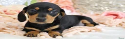 Miniature Dachshund dogs for sale: KC Miniature Dachshund Puppies - Advert 13