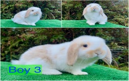 Mini Lop rabbits for sale: Baby mini lops ready now  - Image 3