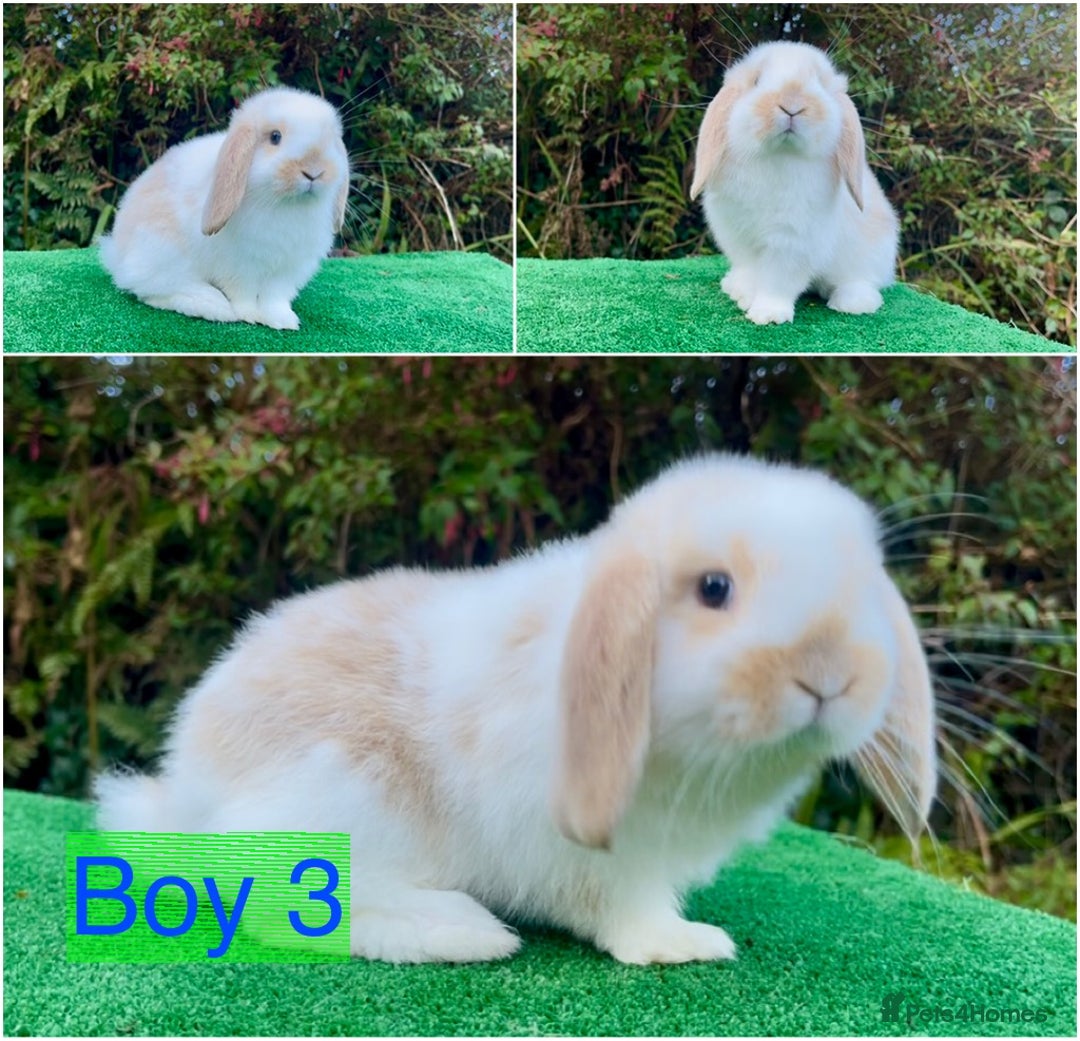 Mini Lop rabbits for sale: Baby mini lops ready now  - Image 3