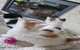 Selkirk Rex cats for sale: Adorable Selkirk Rex Kittens (Straight ) - Image 16