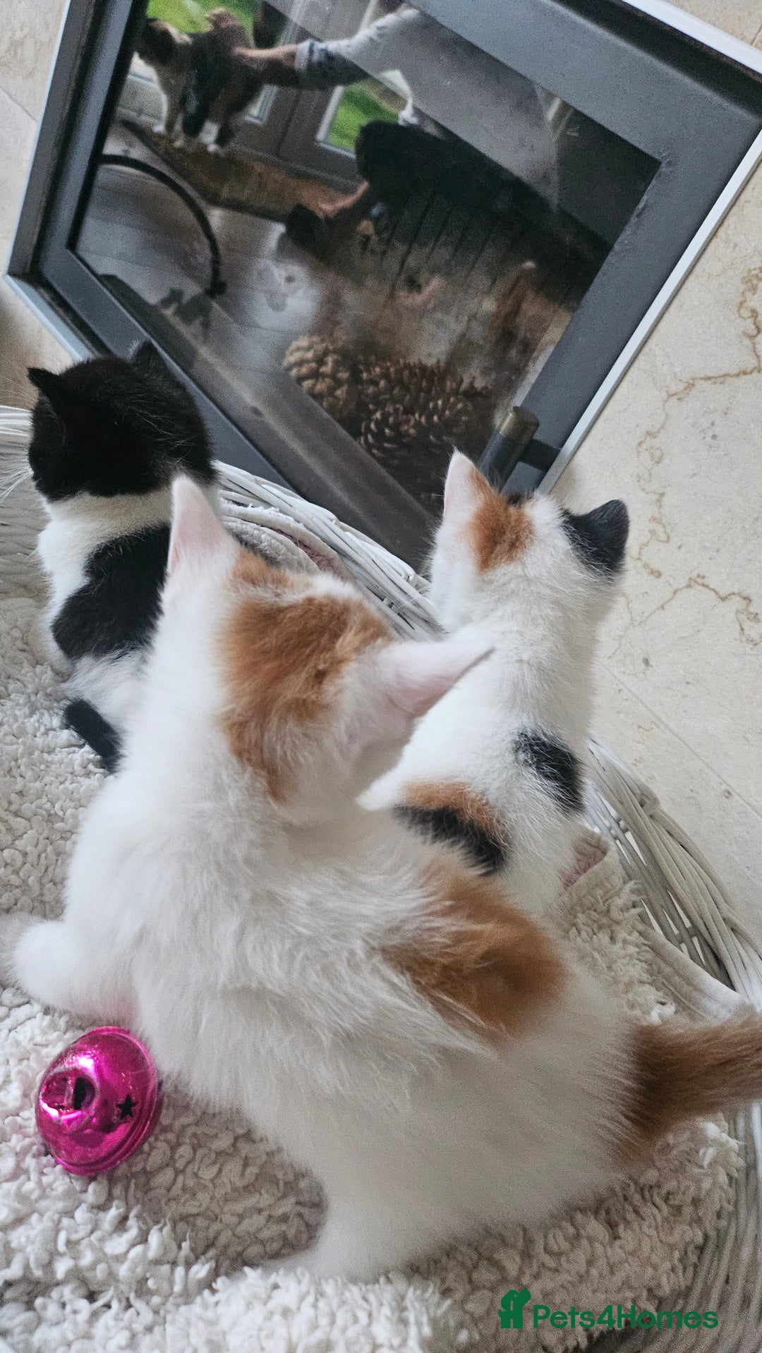 Selkirk Rex cats for sale: Adorable Selkirk Rex Kittens (Straight ) - Image 16