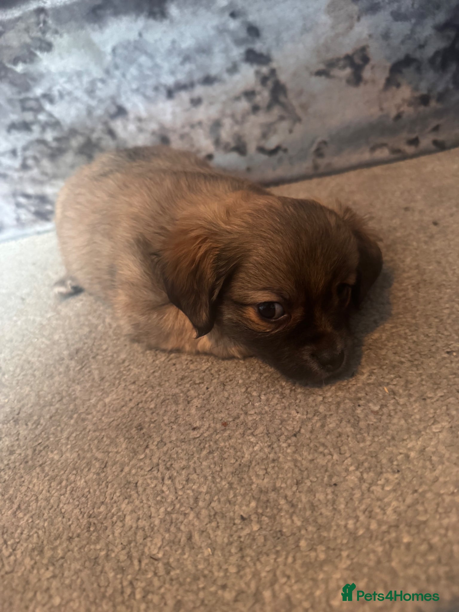 Chorkie dogs OUTSTANDING beautiful Chorkie Puppies 🐶 🐶  - Advert 2