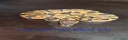Python Snake reptiles for sale: Mixed juvinile royals - Advert 24