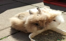 Lionhead rabbits for sale: Fluffy Lionhead Baby Bunnies – Raised with Love in Smethwick - Image 4