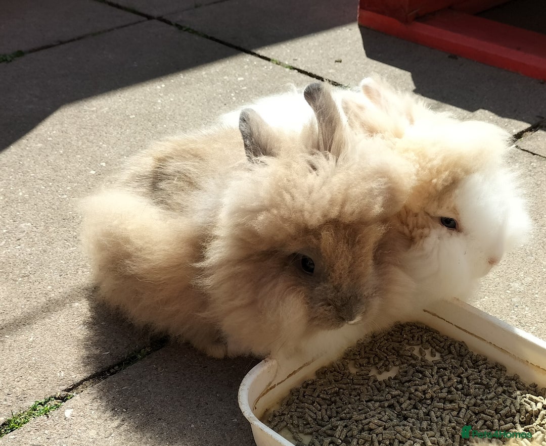 Lionhead rabbits for sale: Fluffy Lionhead Baby Bunnies – Raised with Love in Smethwick - Image 4