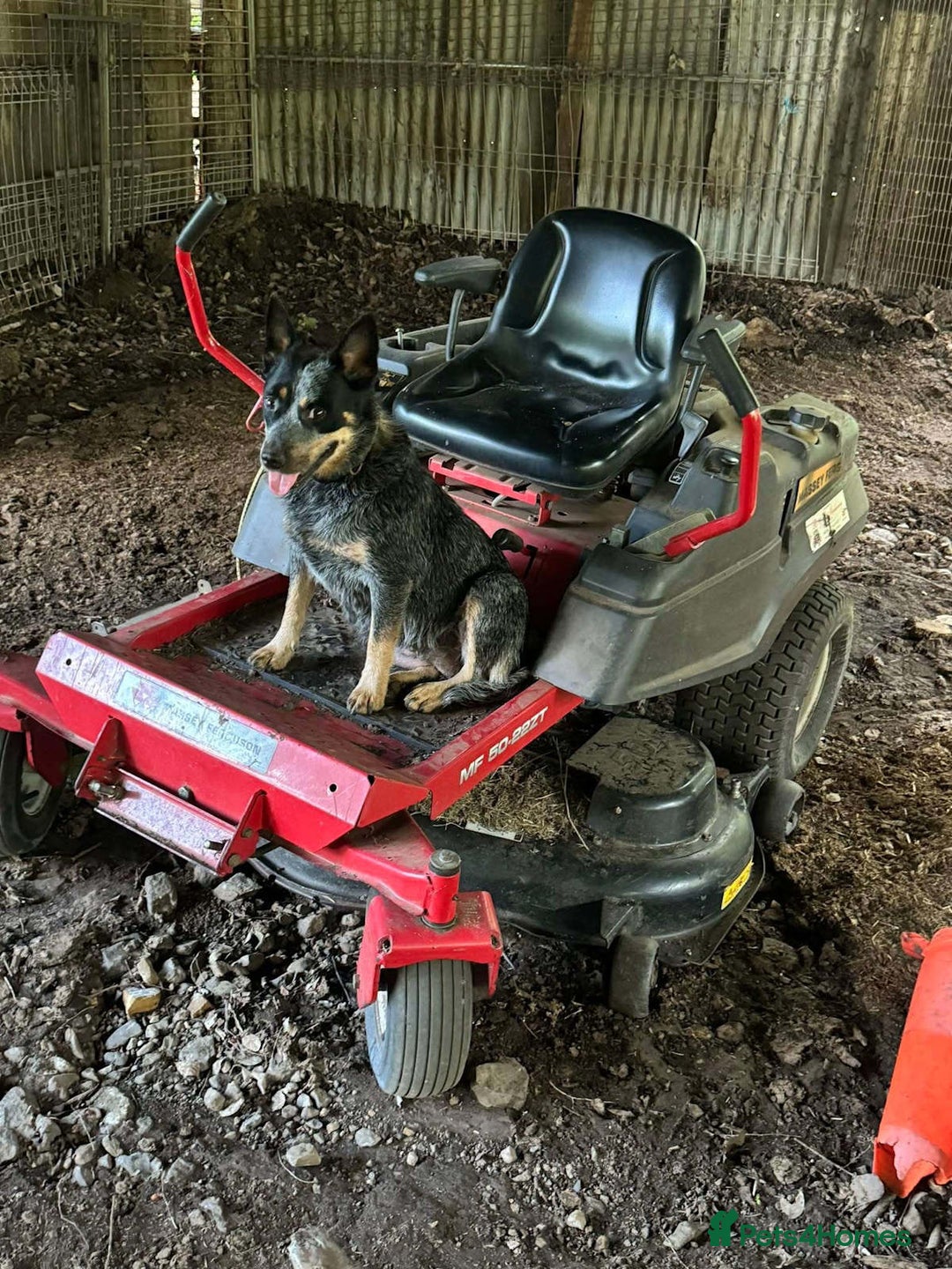 Australian Cattle Dog dogs for sale: Sweet And Loveable Litters Australian Cattle Dogs - Advert 3