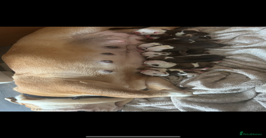 English Bulldog dogs - Advert 12