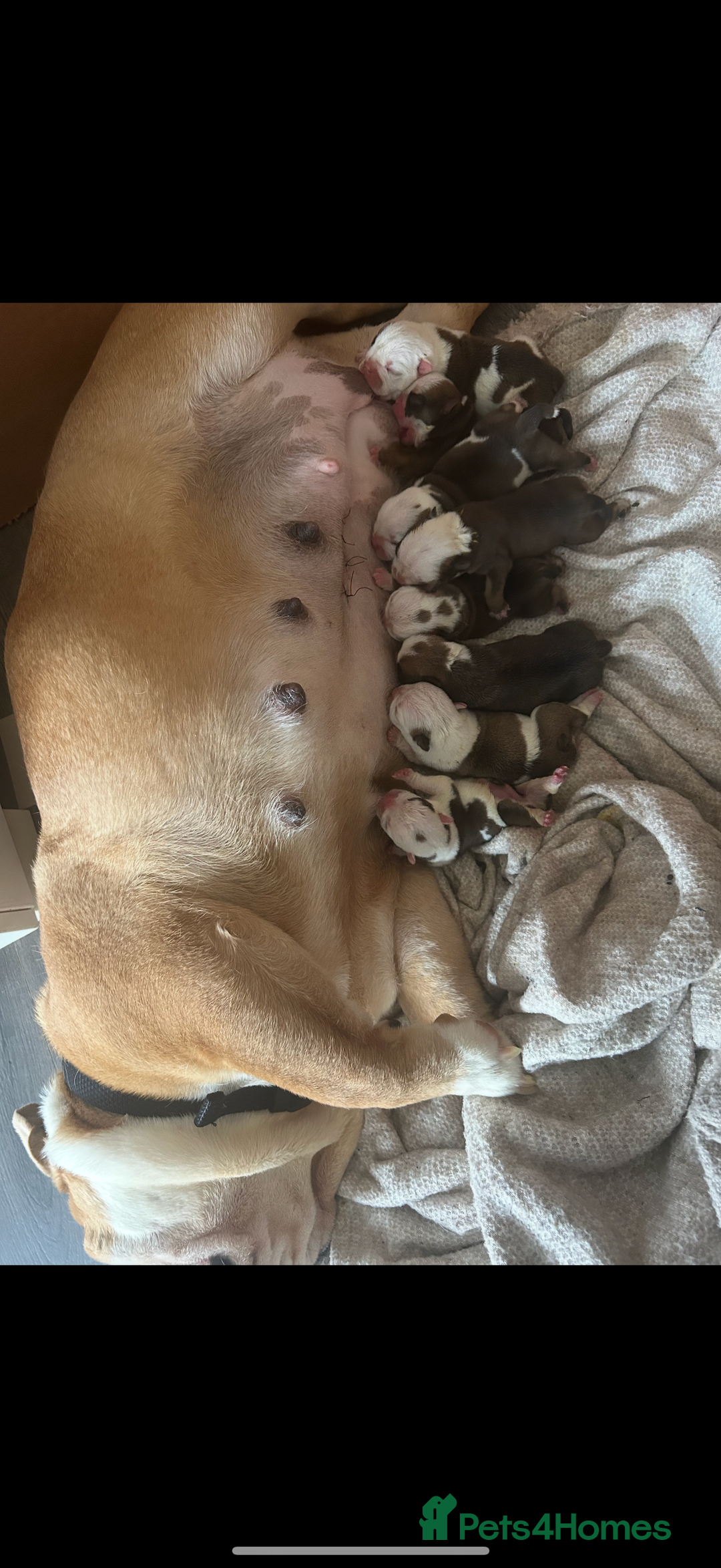 English Bulldog dogs for sale: KC Reg Traditional English Bulldog puppies - Image 20