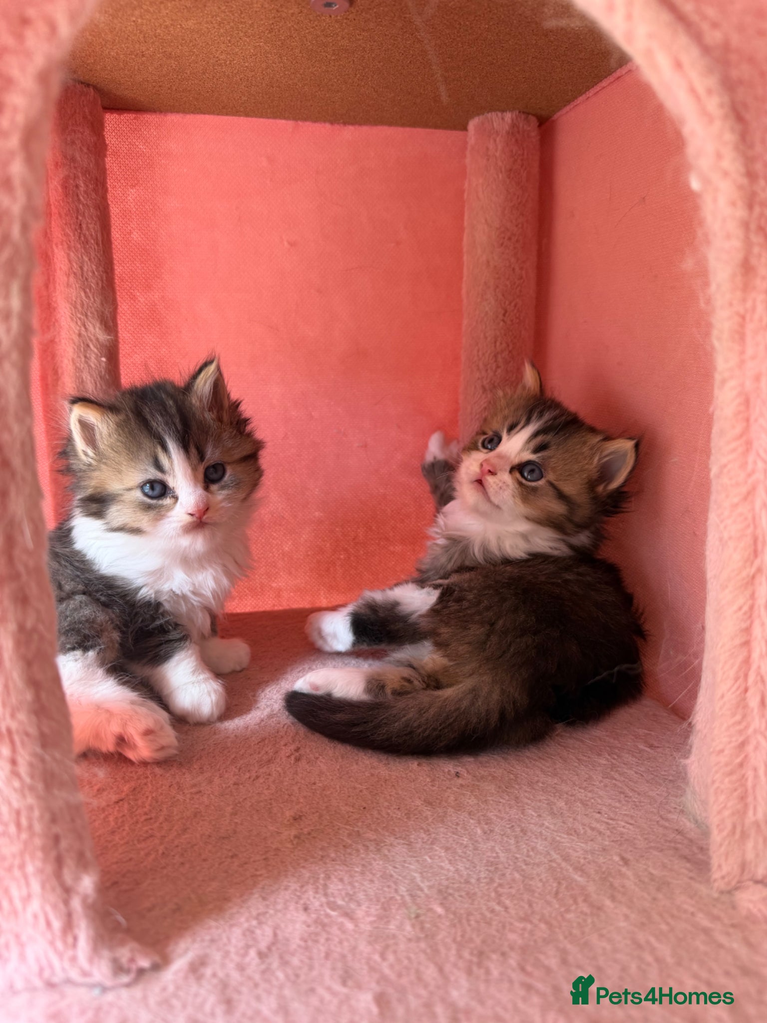 British Longhair cats looking for new home !!!👇👇 Read description 👇👇 - Advert 15