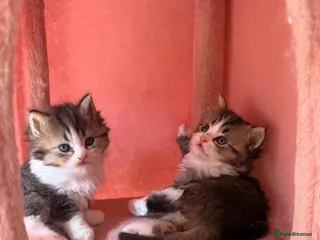 British Longhair cats looking for new home !!!👇👇 Read description 👇👇 - Advert 15