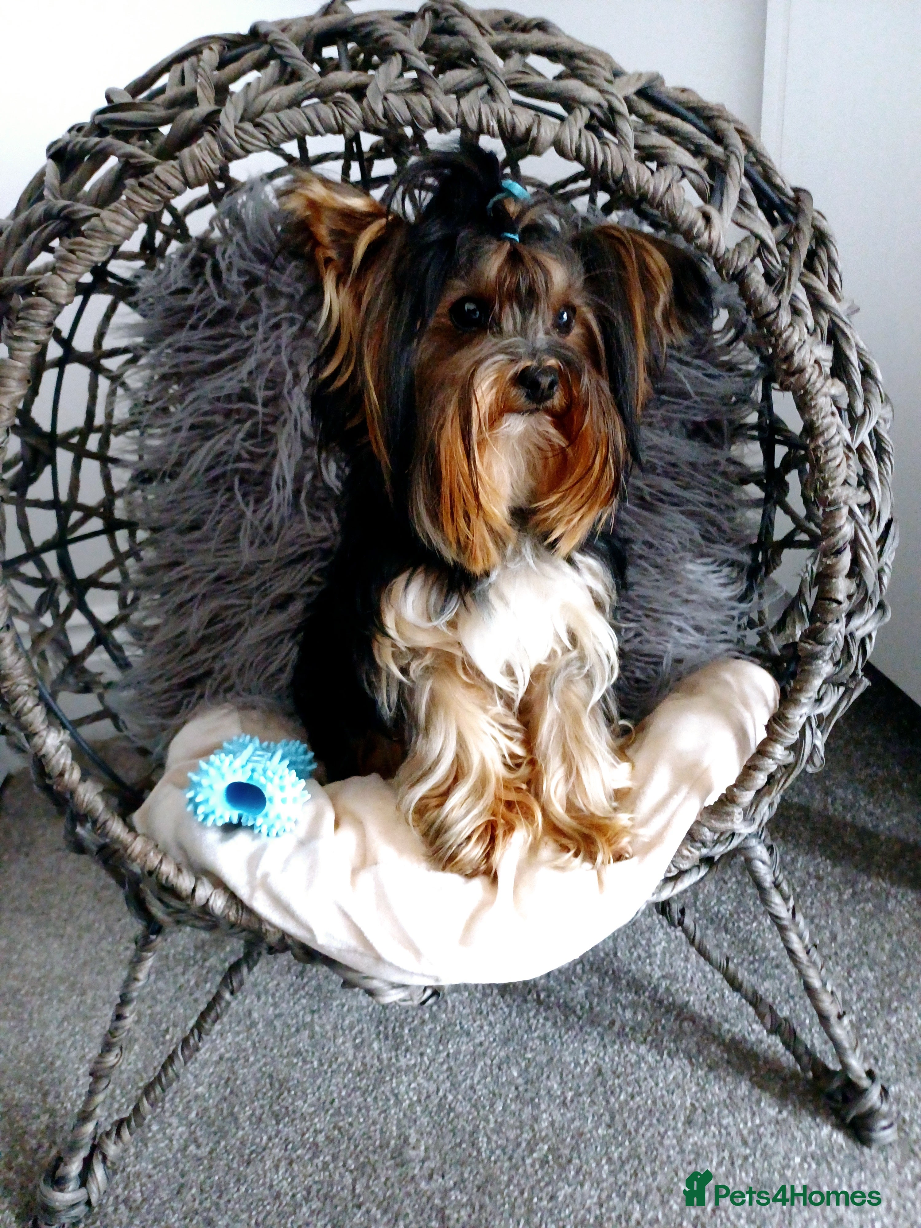 Yorkshire Terrier dogs ABSOLUTELY ADROBLE TINY BOY ONLY FOR STUD DUTY!! in Bedford - Advert 22