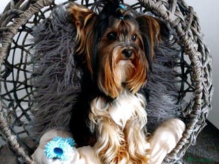 Yorkshire Terrier dogs ABSOLUTELY ADROBLE TINY BOY ONLY FOR STUD DUTY!! in Bedford - Advert 4