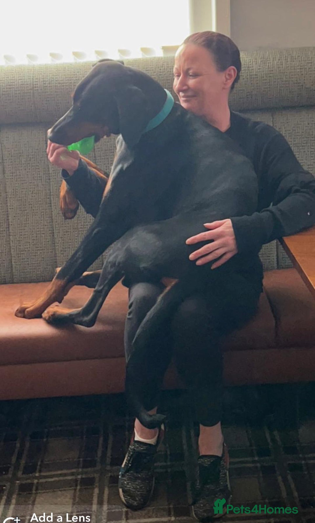 Dobermann dogs for stud: KC registered Black and Red Rust for stud - Advert 3