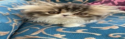 Persian cats for sale: GCCF registered Pure Persian Kittens  - Advert 6