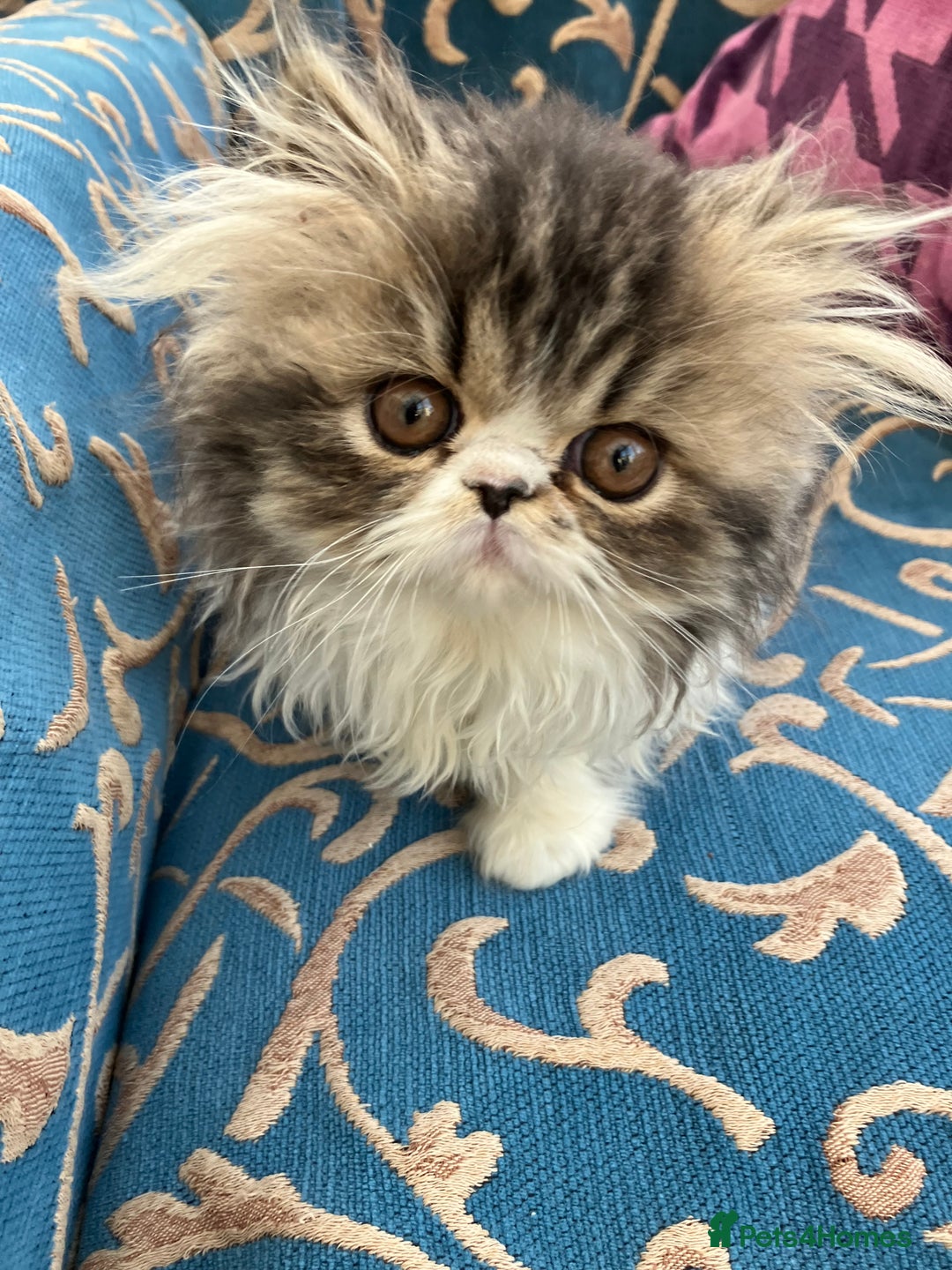 Persian cats for sale: GCCF registered Pure Persian Kittens  - Advert 6