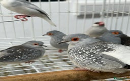Finches birds for sale: Various Stunning Baby Finches  - Image 6