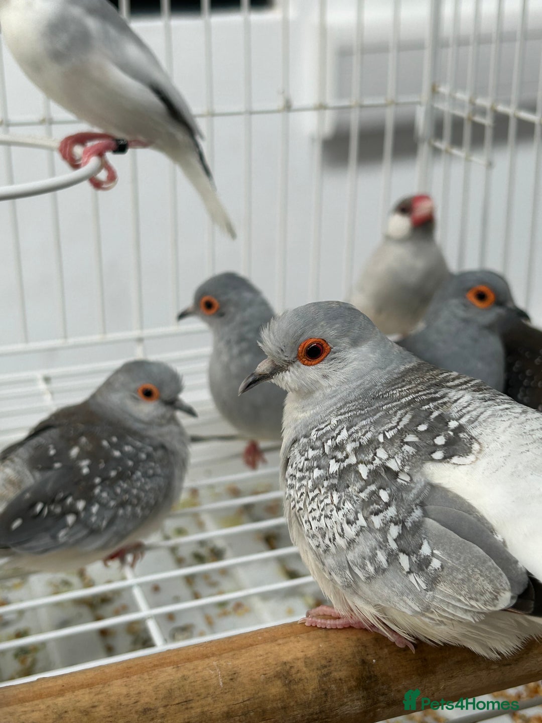 Finches birds for sale: Various Stunning Baby Finches  - Image 6
