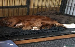Cavalier King Charles Spaniel dogs for stud: Fully health tested proven Kc reg, multi gen clear in Wrexham - Image 25