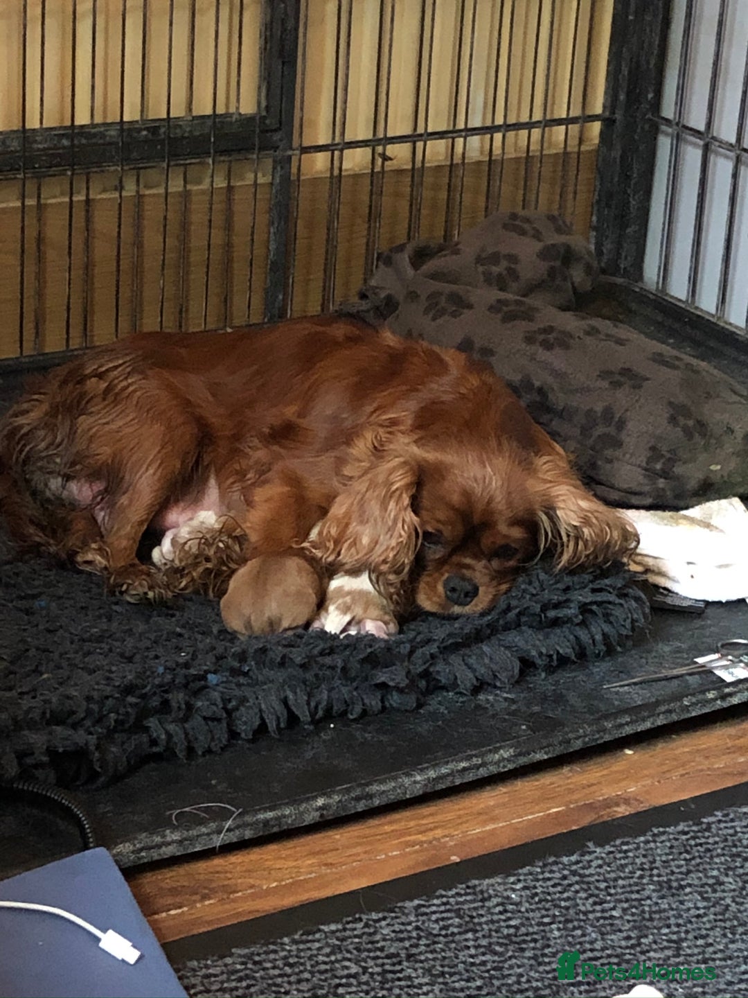 Cavalier King Charles Spaniel dogs for stud: Fully health tested proven Kc reg, multi gen clear in Wrexham - Image 25