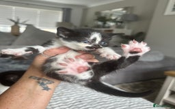 Sphynx cats for sale: Sphynx cross kittens  - Image 1