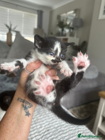 Sphynx cats - Advert 1