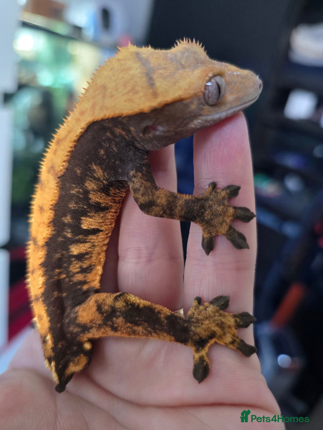 Gecko reptiles for sale: Male Cappuccino crested gecko - Advert 3