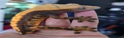 Gecko reptiles for sale: Male Cappuccino crested gecko - Advert 3