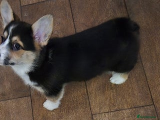 Welsh Corgi Pembroke dogs Kc reg standard bob & longtail - Advert 3