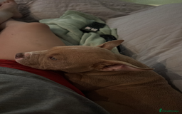 American Bully dogs for sale: Pepper - Image 3
