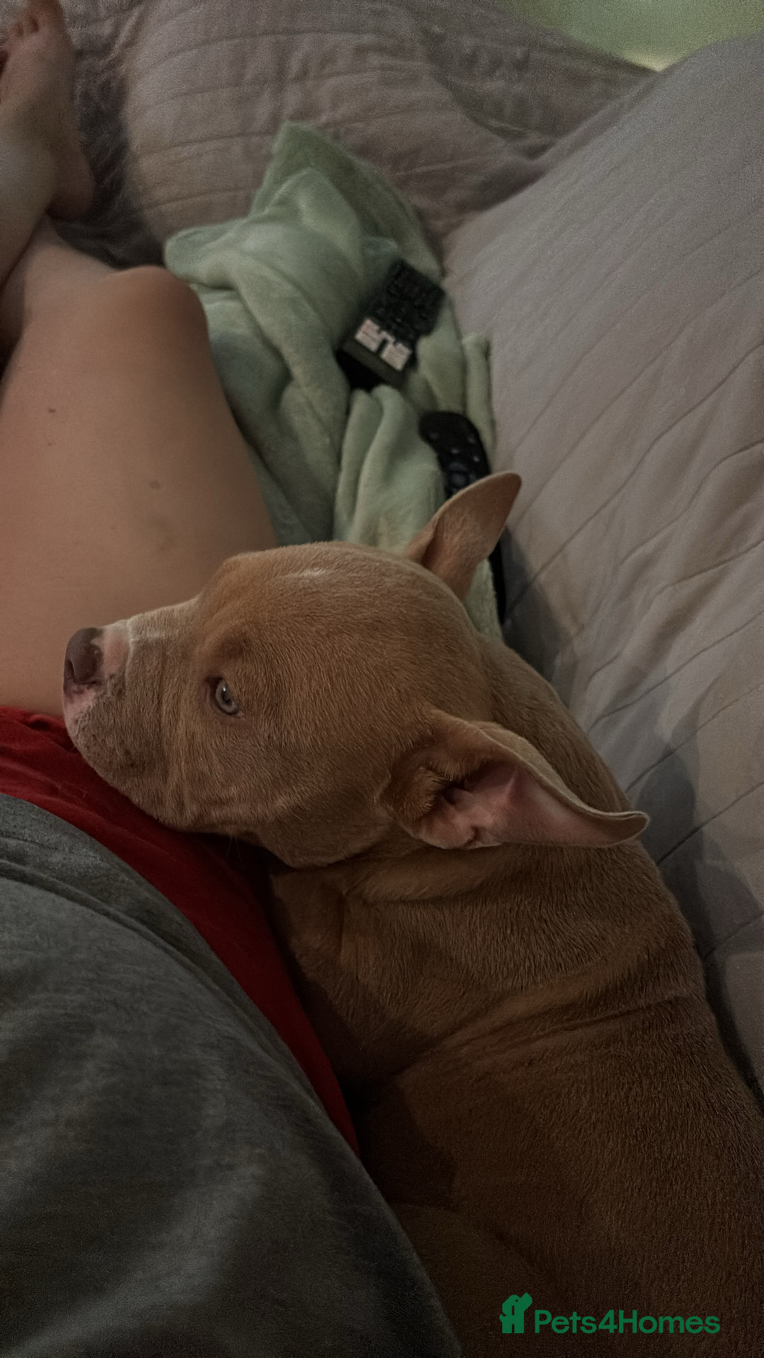 American Bully dogs for sale: Pepper - Image 3