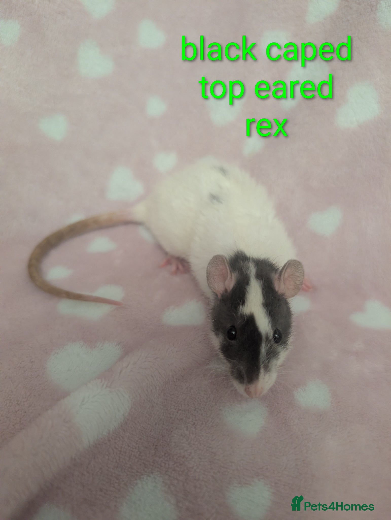 Rat rodents Two stunning rex girls left x - Advert 3