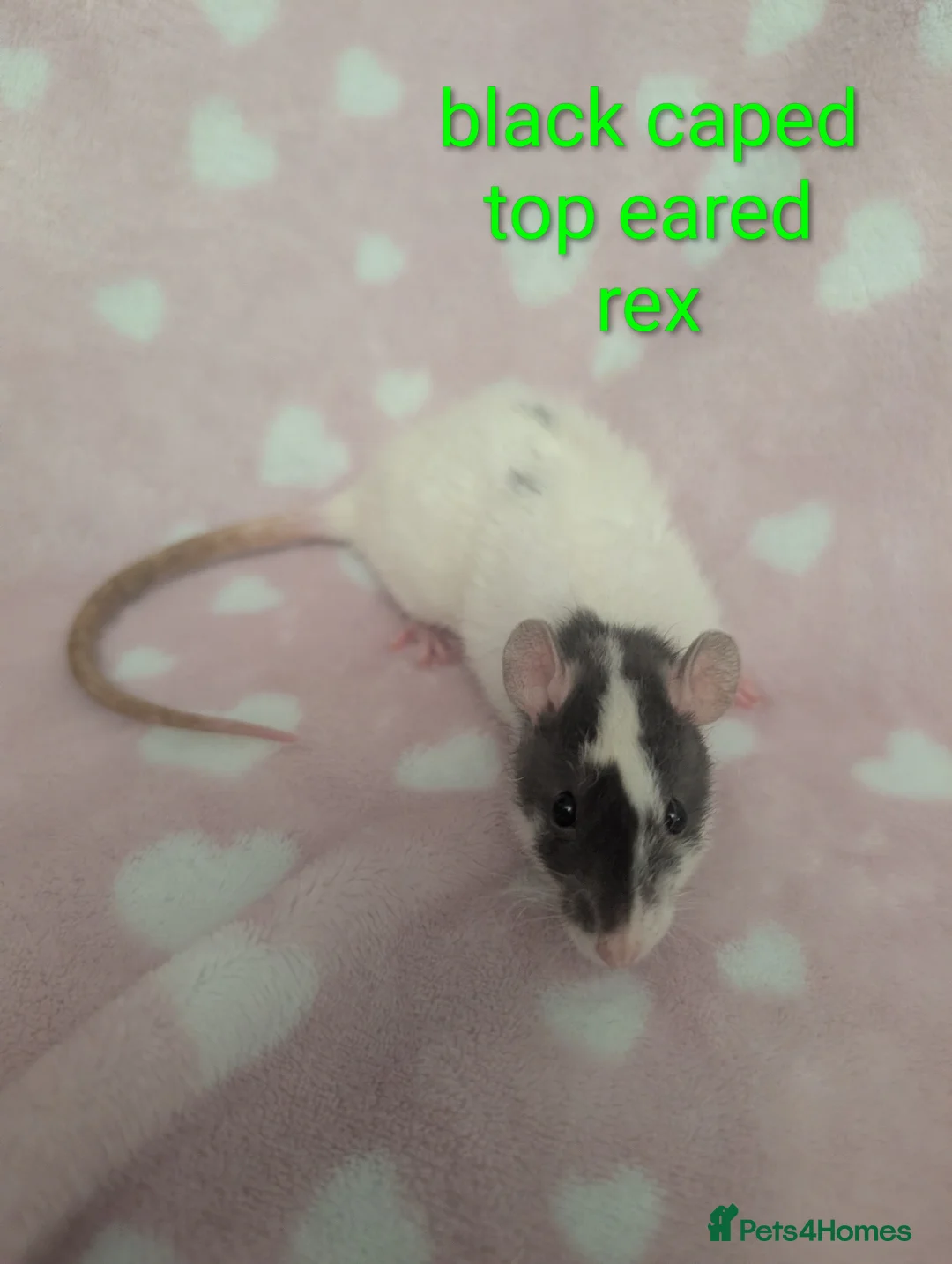 Rat rodents for sale: Two stunning rex girls left x - Advert 1