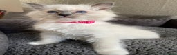 Ragdoll cats for sale: Ragdoll kittens  - Advert 17