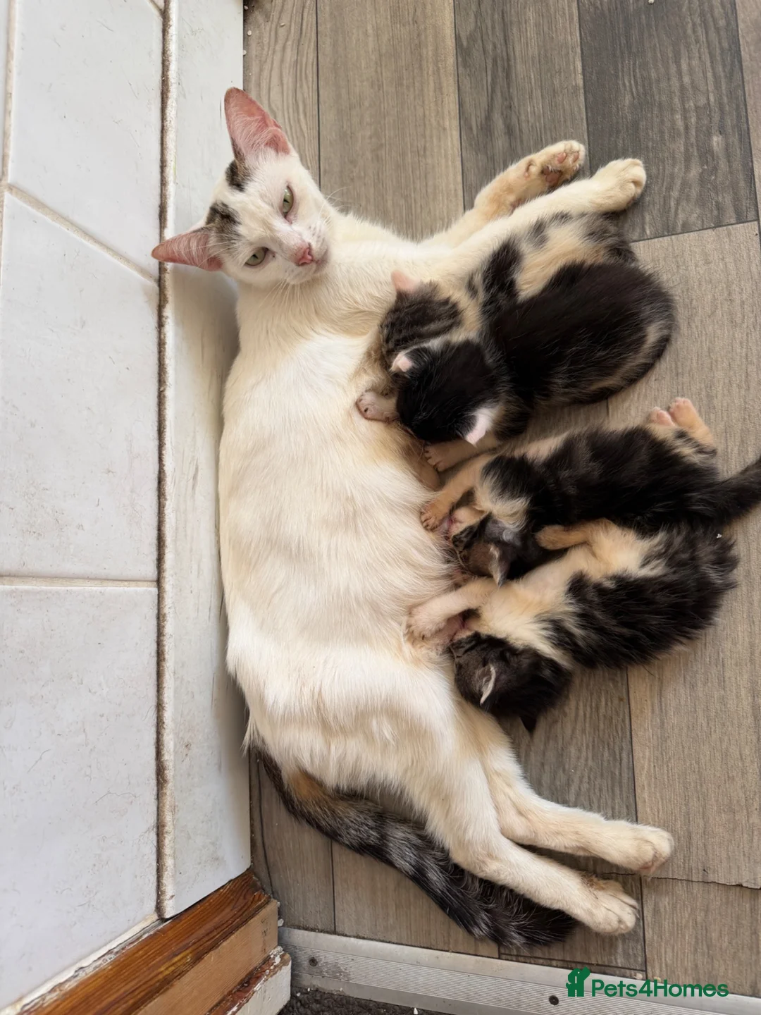 Mixed Breed cats for sale:  Six Fluffy kittens - Advert 2