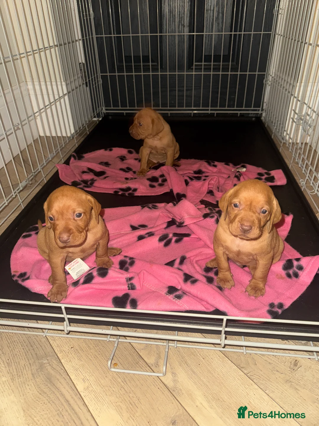 Hungarian Vizsla dogs for sale: Hungarian Vizsla KC Puppies excellent Pedigree - Advert 27