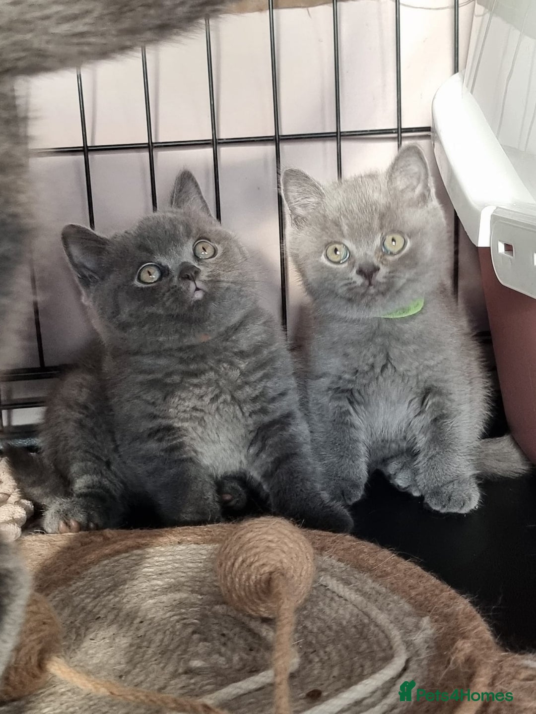 British Shorthair cats for sale: 3 Left Blue BSH Kittens Healthy GCCF Pedigree  - Image 7