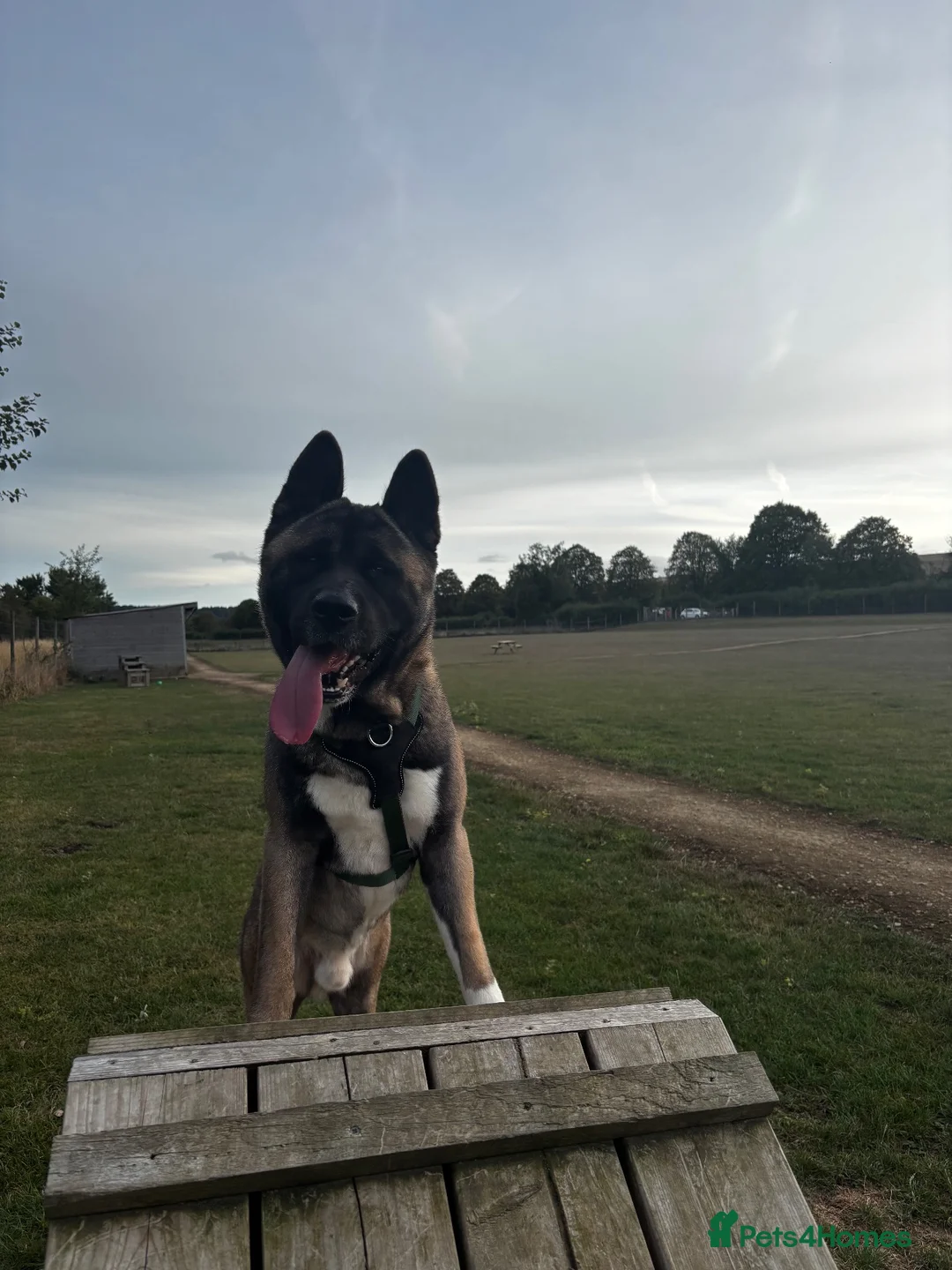 Akita dogs for sale: 🐾 2-year-old Akita boy looking for a home  in Havant - Advert 2