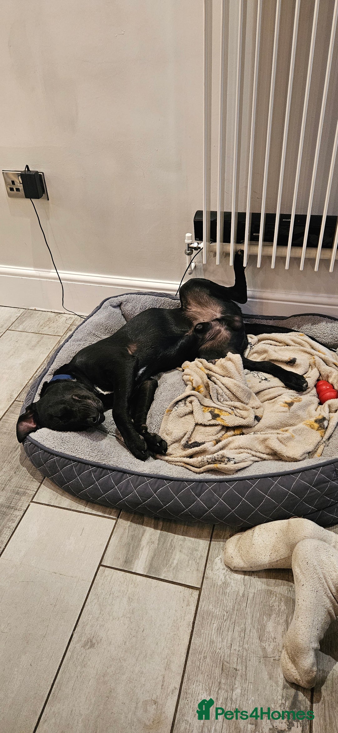 Mixed Breed dogs for sale: Lab-Staffy cross 8 months - Image 10