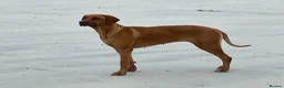 Rhodesian Ridgeback dogs for sale: Stunning Rhodesian Ridgebacks from Champion Lines - Advert 6