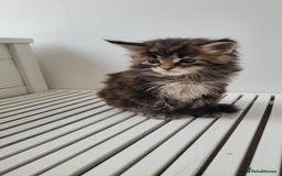 Maine Coon cats for sale: Tica registered maine coon kittens  - Image 13