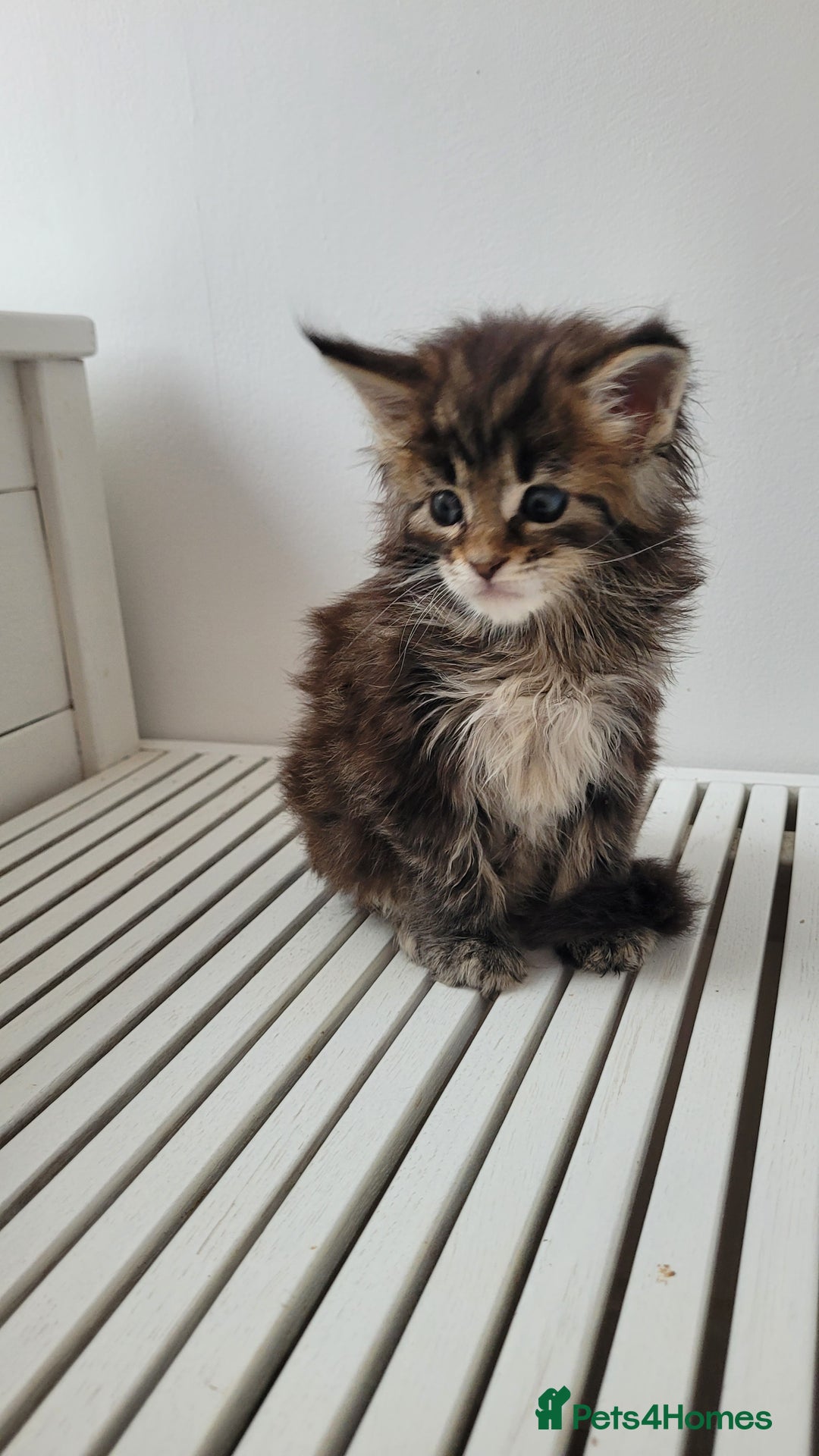 Maine Coon cats for sale: Tica registered maine coon kittens  - Image 13