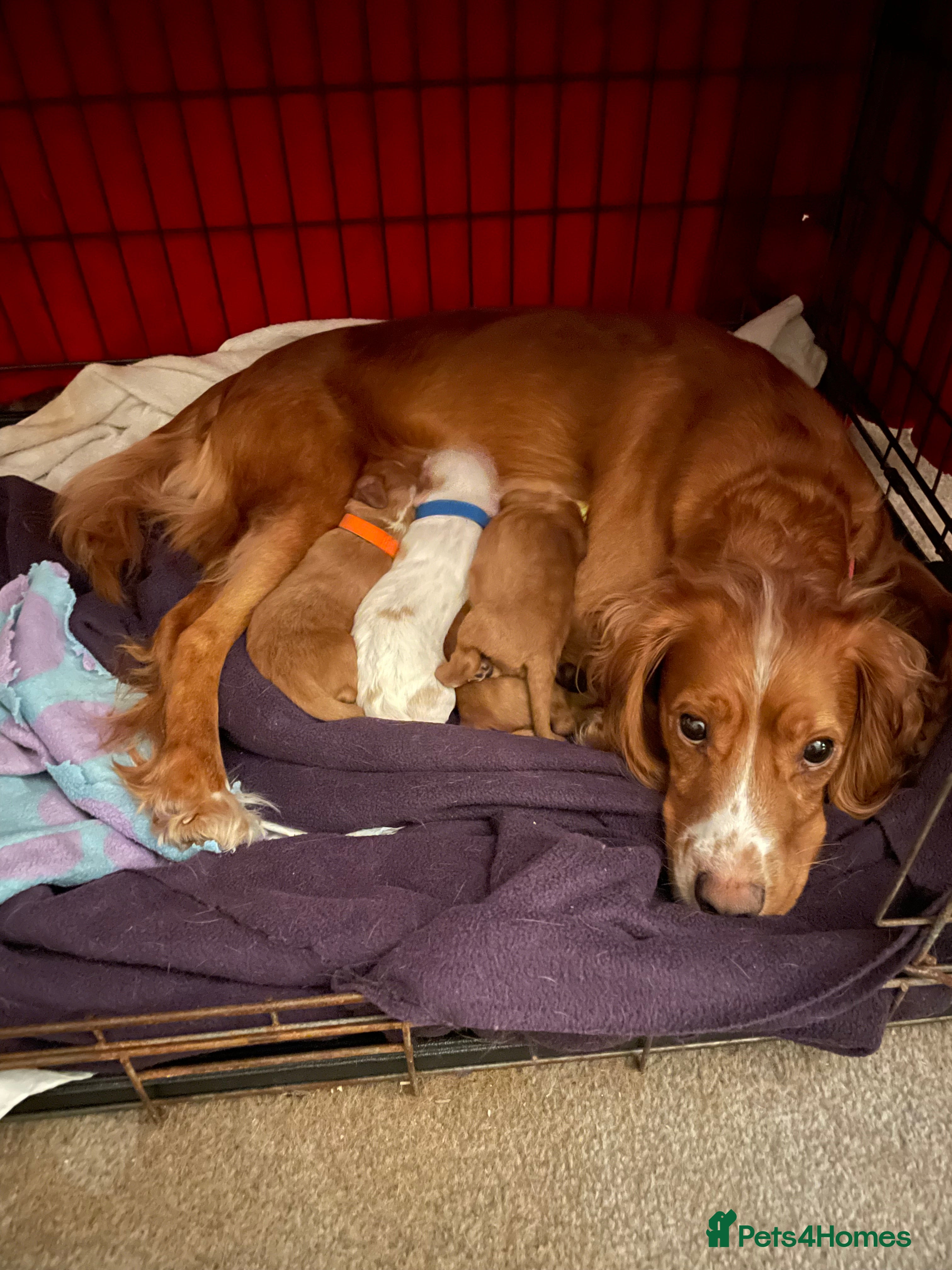 Cocker Spaniel dogs Cocker Spaniel Puppies - Advert 4