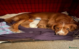 Cocker Spaniel dogs for sale: Cocker Spaniel Puppies - Advert 1