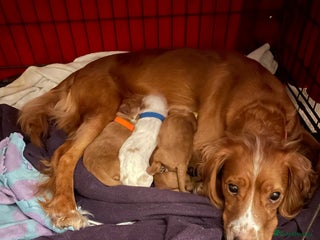 Cocker Spaniel dogs Cocker Spaniel Puppies - Advert 1