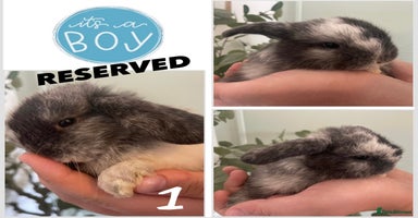 Mini Lop rabbits - Advert 1
