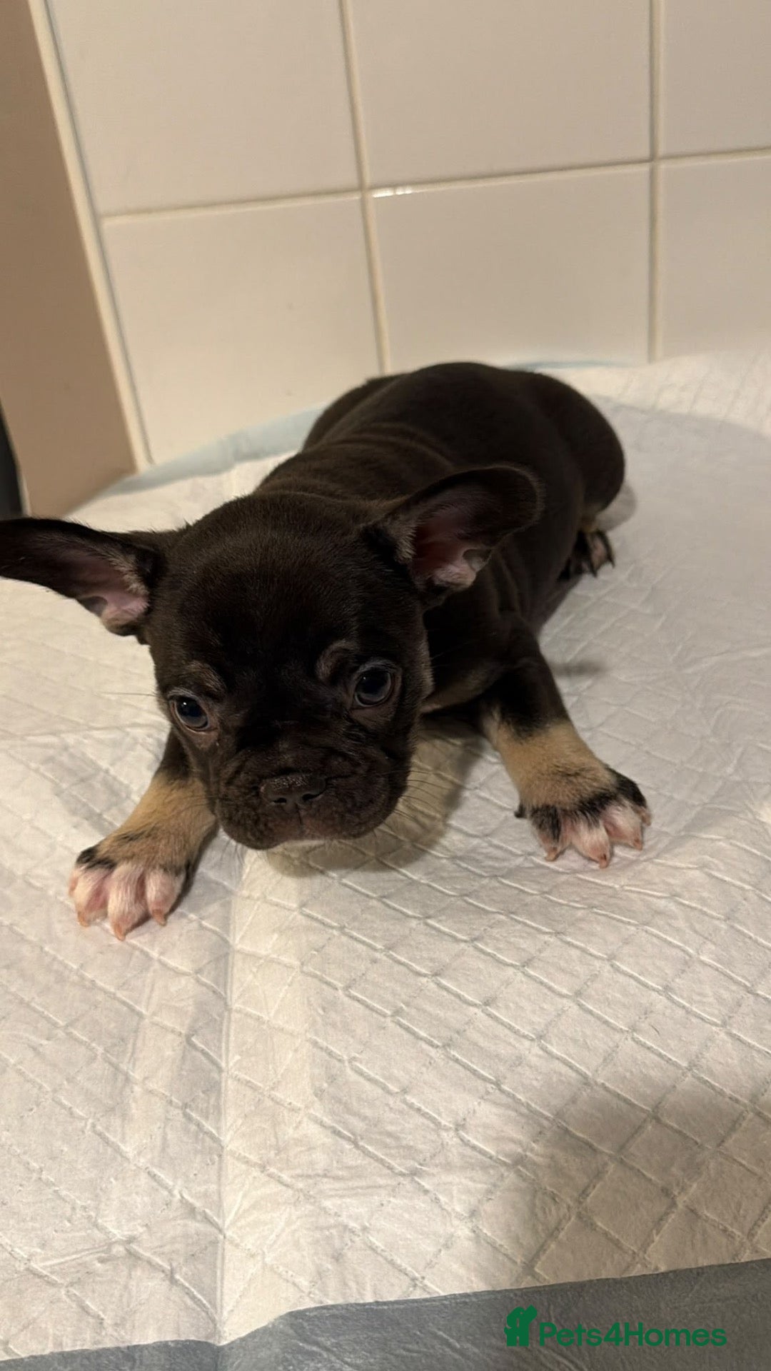 French Bulldog dogs for sale:  1 girl French Bulldog Pup available  - Advert 11