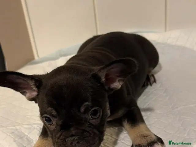 French Bulldog dogs for sale: 1 girl French Bulldog Pup available - Advert 5